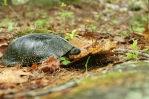 wetland and endangered species assessment.png