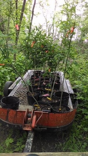 wildlife habitat improvement - BBJ Group.jpg