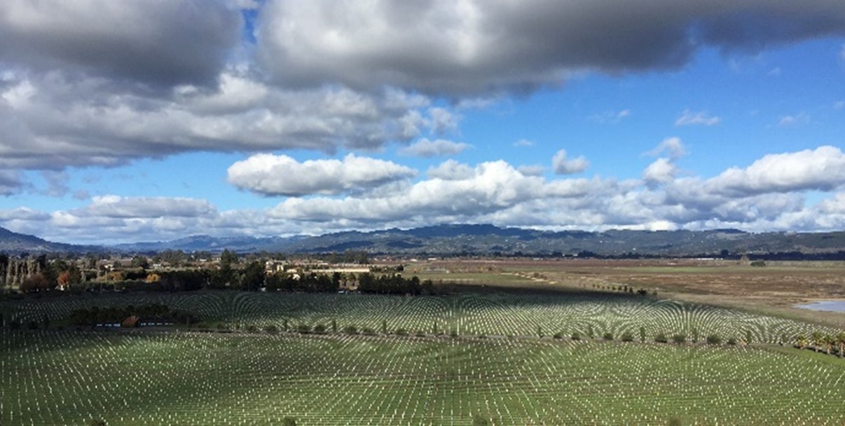 Grape Vineyard - Sonoma County Wine Region, California