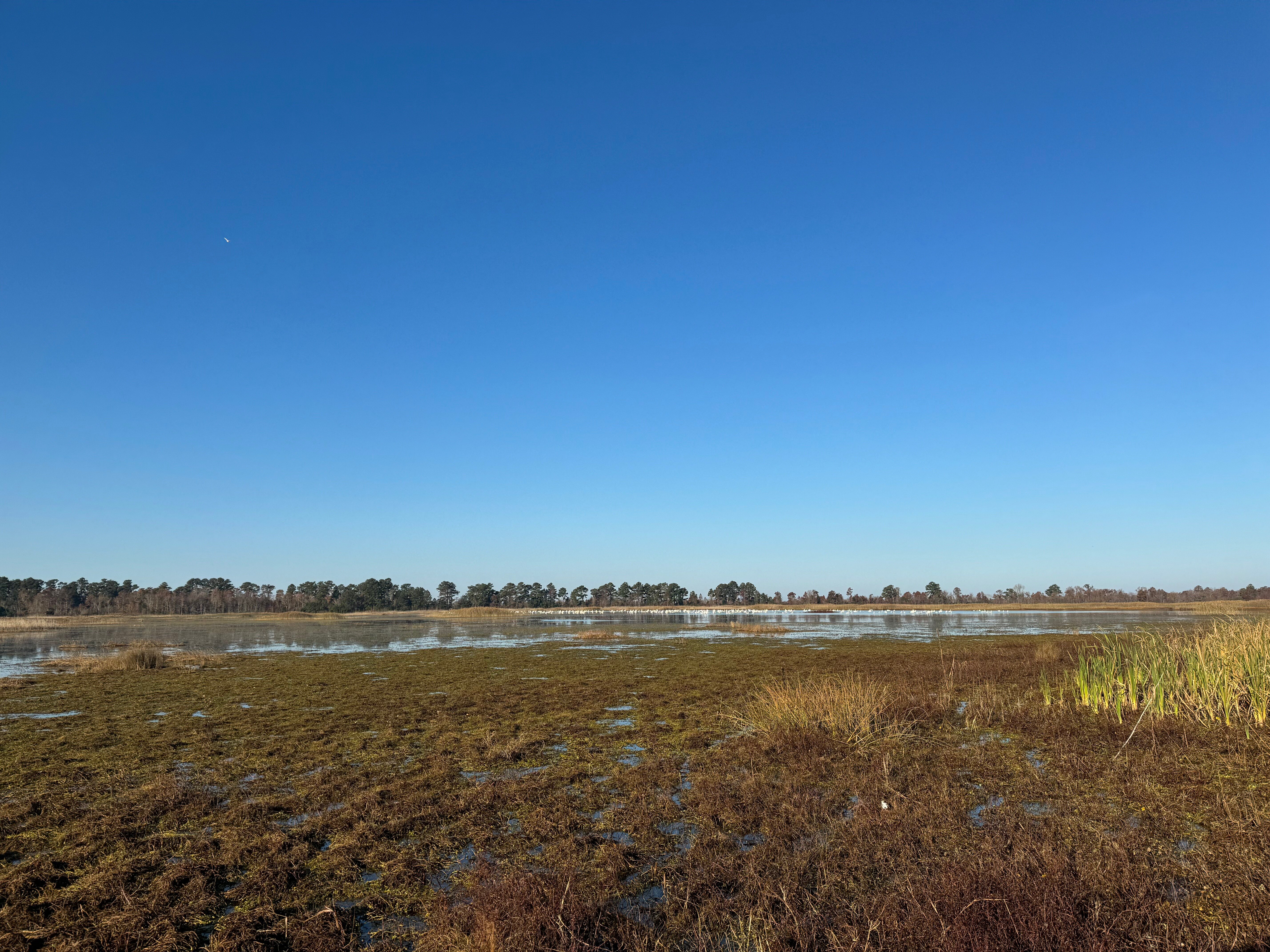 BBJ Habitat Conservation 1