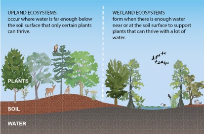 Upland Ecosystems