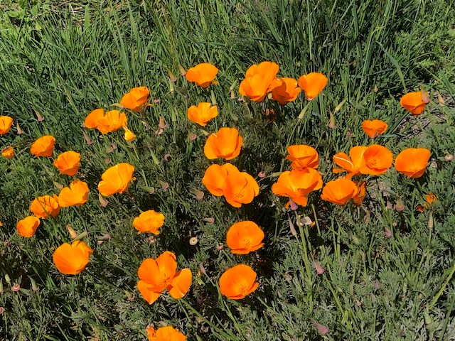 cal poppy home