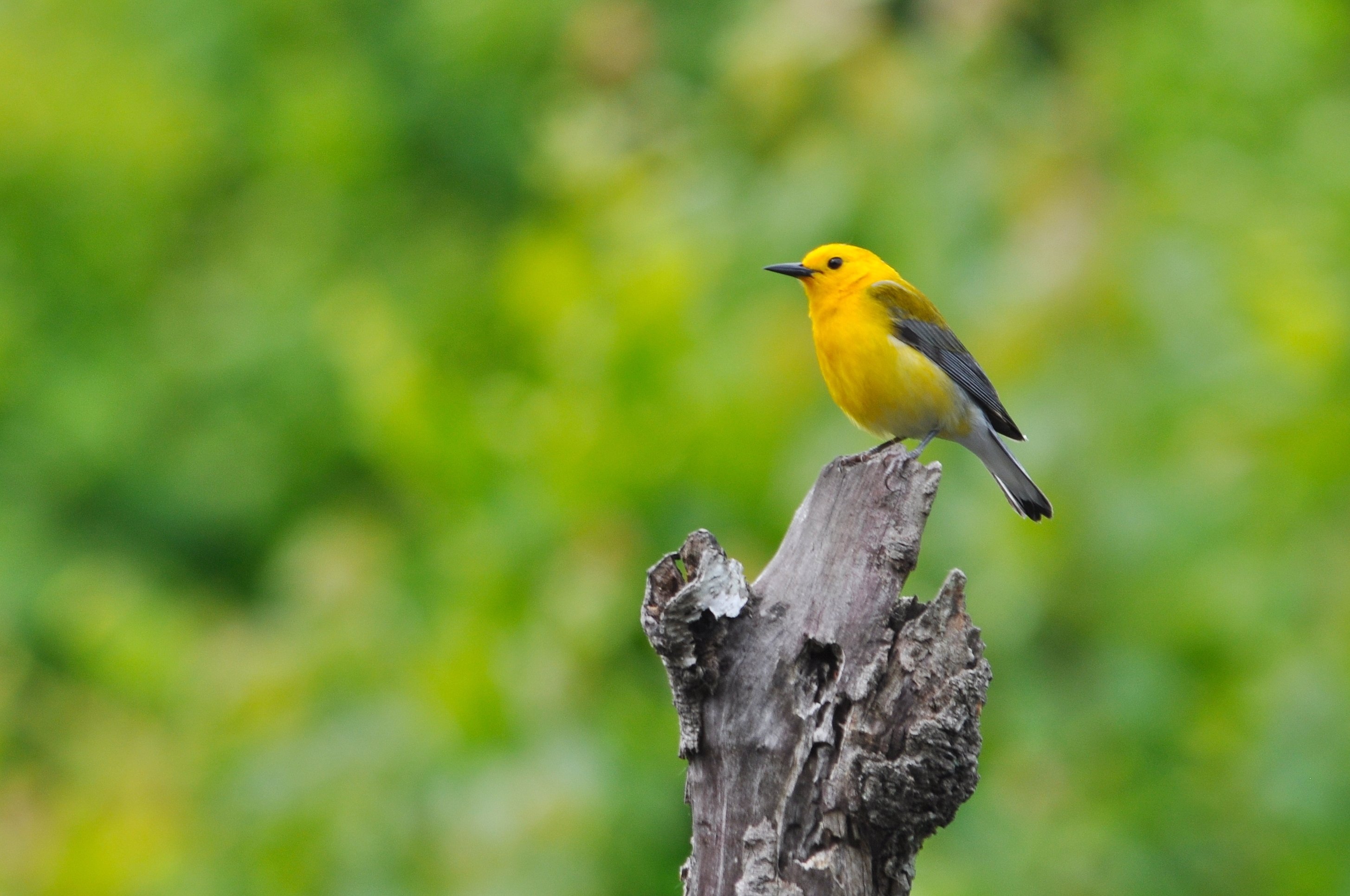 Pocosin Wildlife Refuge